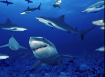 Picture of sharks menacing sharks in ocean