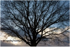 Picture of large bare tree set against bleak winter sky